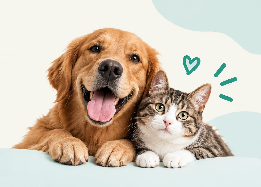 Un perro golden retriever y un gato atigrado, juntos y contentos.